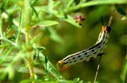 Hyles lineata - White-lined Sphinx Moth Caterpillar