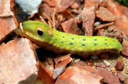 Papilio troilus - Spicebush Swallowtail Caterpillar