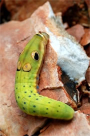 Papilio troilus - Spicebush Swallowtail Caterpillar