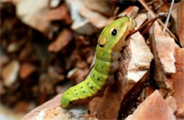 Papilio troilus - Spicebush Swallowtail Caterpillar