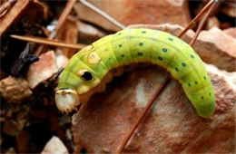 Papilio troilus - Spicebush Swallowtail Caterpillar