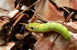 Papilio troilus - Spicebush Swallowtail Caterpillar