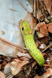 Papilio troilus - Spicebush Swallowtail Caterpillar