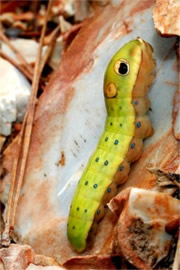 Papilio troilus - Spicebush Swallowtail Caterpillar