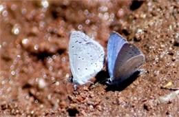 Celastrina ladon - Spring Azures Puddling