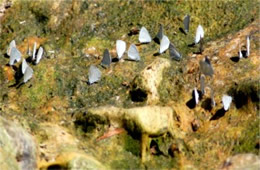 Papilio multicaudata - Two-Tailed Swallowtails Puddling