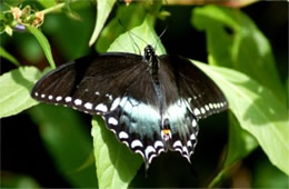 Papilio glaucus - Eastern Tiger Swallowtail