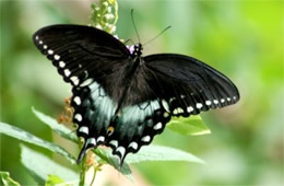 Papilio glaucus - Eastern Tiger Swallowtail