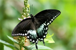 Papilio glaucus - Eastern Tiger Swallowtail