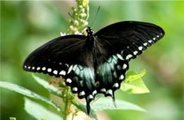 Papilio glaucus - Eastern Tiger Swallowtail