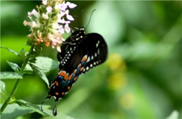 Papilio glaucus - Eastern Tiger Swallowtail