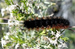 Grammia - Tiger Moth Caterpillar