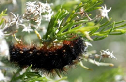 Grammia - Tiger Moth Caterpillar