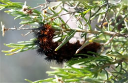 Grammia - Tiger Moth Caterpillar