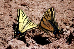 Papilio multicaudata - Two-Tailed Swallowtails Puddling