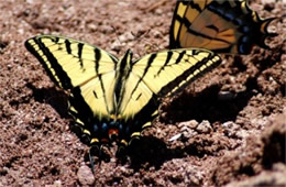 Papilio multicaudata - Two-Tailed Swallowtails Puddling