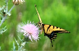 Papilio multicaudata - Two-Tailed Swallowtail