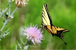 Papilio multicaudata - Two-Tailed Swallowtail