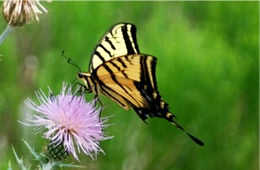 Papilio multicaudata - Two-Tailed Swallowtail