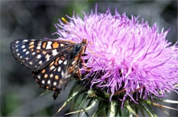 Euphydryas chalcedona - Variable Checkerspot