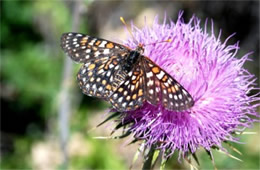 Euphydryas chalcedona - Variable Checkerspot