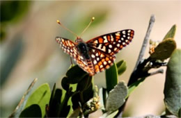 Euphydryas chalcedona - Variable Checkerspot