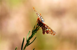 Euphydryas chalcedona - Variable Checkerspot