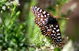 Euphydryas chalcedona - Variable Checkerspot