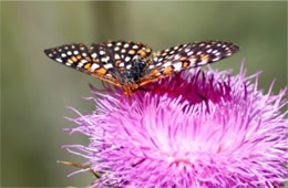 Euphydryas chalcedona - Variable Checkerspot