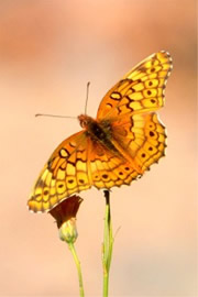 Euptoieta claudia - Variegated Fritillary Butterfly