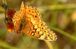 Euptoieta claudia - Variegated Fritillary Butterfly