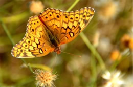 Euptoieta claudia - Variegated Fritillary Butterfly