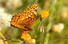 Euptoieta claudia - Variegated Fritillary Butterfly