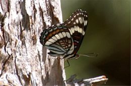 Limenitis weidemeyerii - Weidemeyer's Admiral