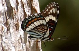 Limenitis weidemeyerii - Weidemeyer's Admiral