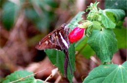 Chioides albofasciatus - White-striped Longtail Skipper