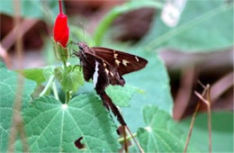 Chioides albofasciatus - White-striped Longtail Skipper