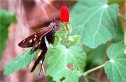 Chioides albofasciatus - White-striped Longtail Skipper