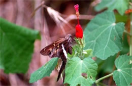 Chioides albofasciatus - White-striped Longtail Skipper