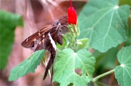 Chioides albofasciatus - White-striped Longtail Skipper