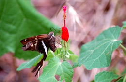 Chioides albofasciatus - White-striped Longtail Skipper