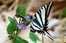 Eurytides marcellus - Zebra Swallowtail Butterfly