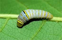 Eurytides marcellus - Zebra Swallowtail Caterpillar