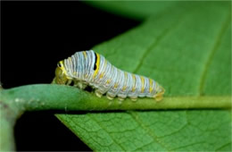 Eurytides marcellus - Zebra Swallowtail Caterpillar