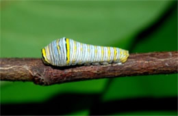 Eurytides marcellus - Zebra Swallowtail Caterpillar