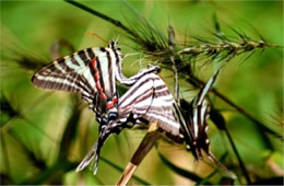 Eurytides marcellus - Zebra Swallowtails Mating