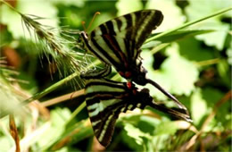 Eurytides marcellus - Zebra Swallowtails Mating