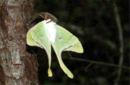 Actias luna - Luna Moth