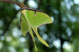 Actias luna - Luna Moth