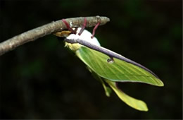 Actias luna - Luna Moth